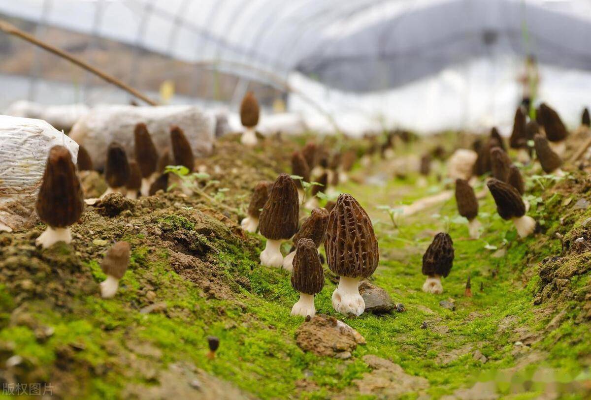 食用菌室内种植方法