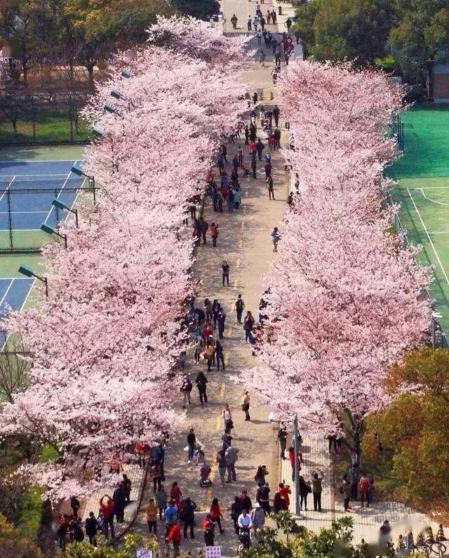 中国海洋大学崂山校区:樱花大道是校园最美的地方大理大学:背倚苍山