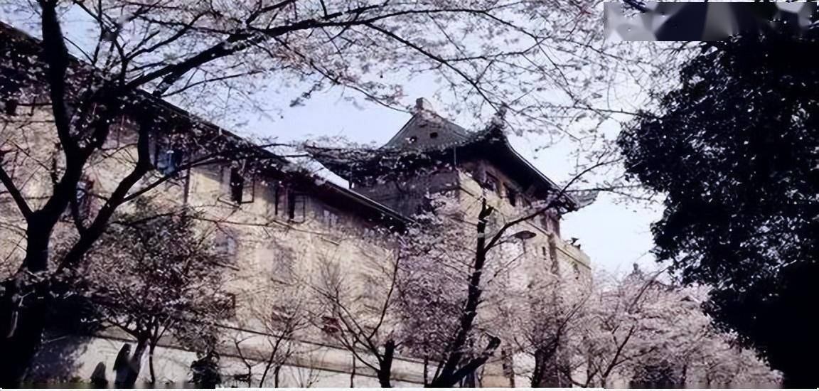 樱花_校园_南京