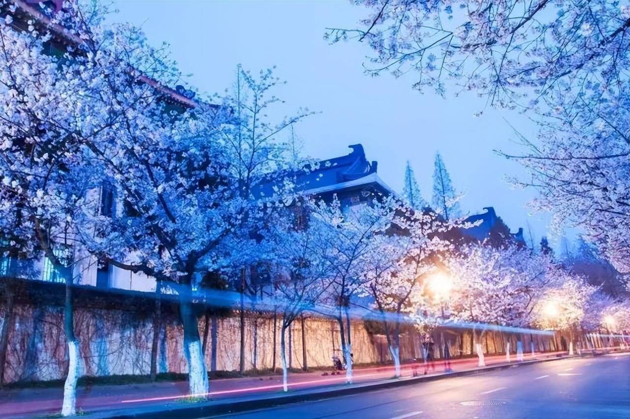 国内这么多唯美赏樱地,太赞了!_樱花_校园_南京