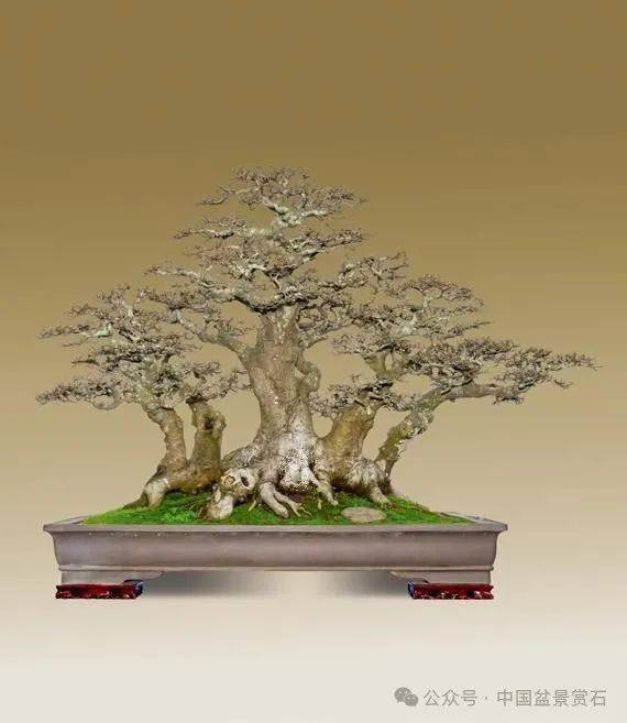 100盆2023中国鼎大展的塔尖作品群来了!_cm_收藏品_盆景