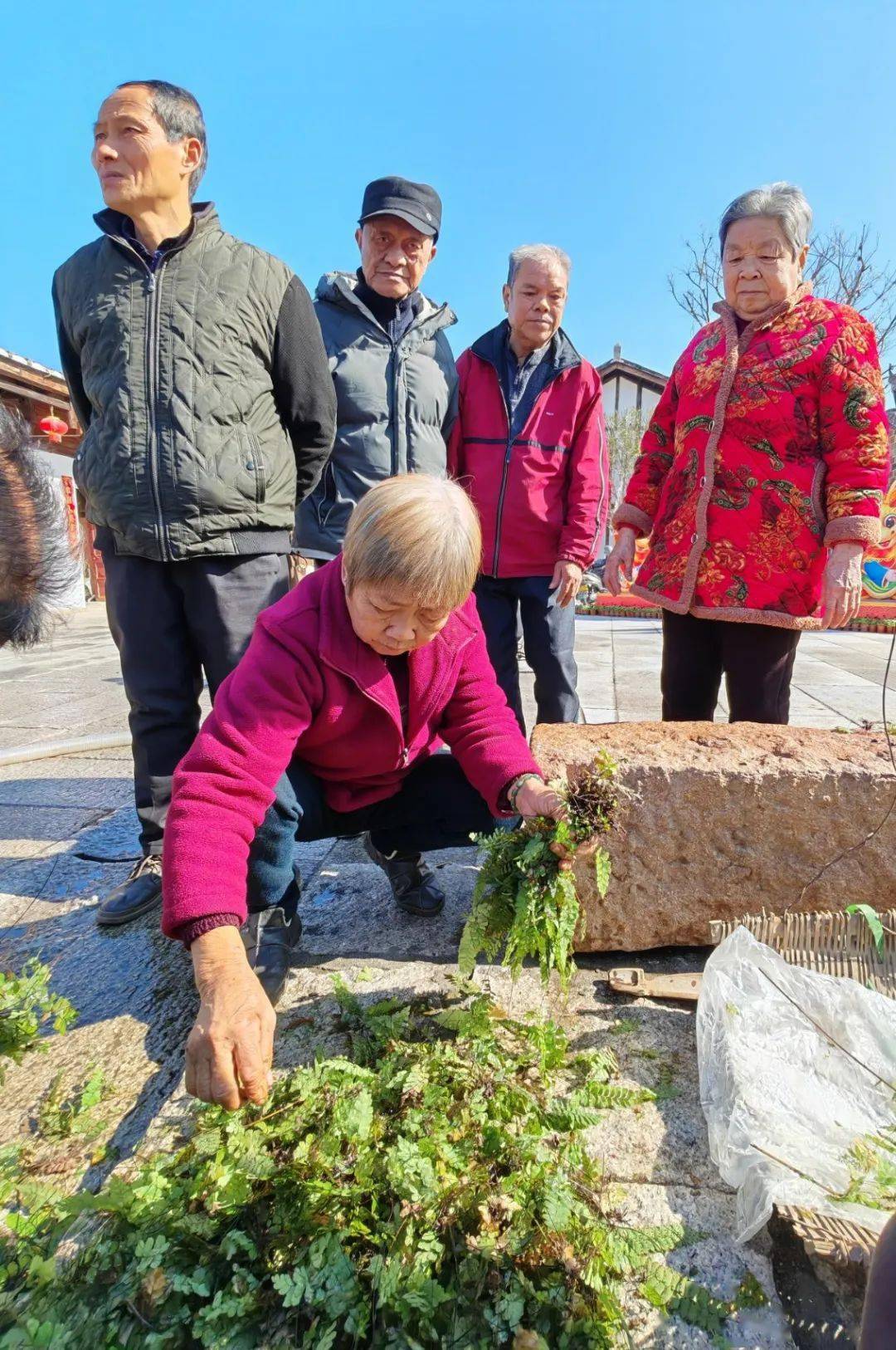 原来,大家发现了"宝贝",一种可治疗拉肚子用的草药--黑线蕨(本地叫黑