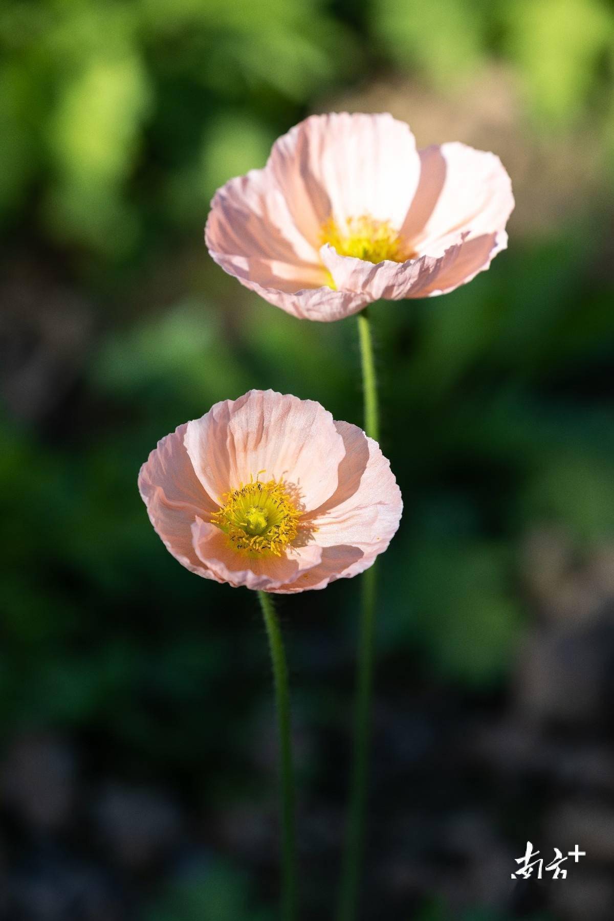 春节赏花攻略!广州8000平方米虞美人花海就藏在这里