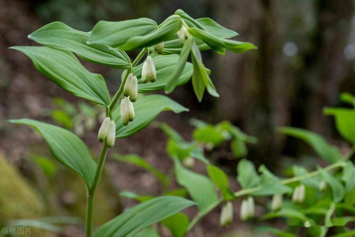 黄精几年可以收获_管理_时间_部分