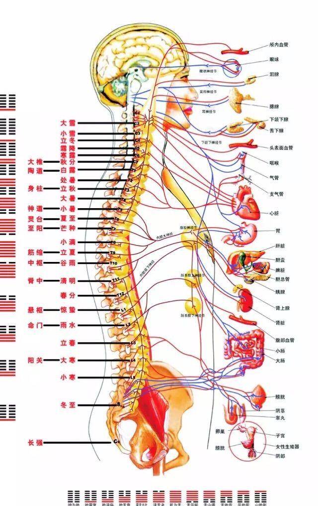 人体龙骨有多少节图片