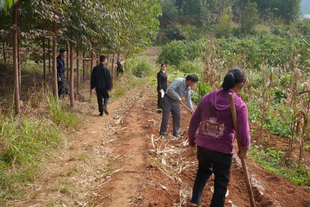 新春走基层丨路通了,果农笑了