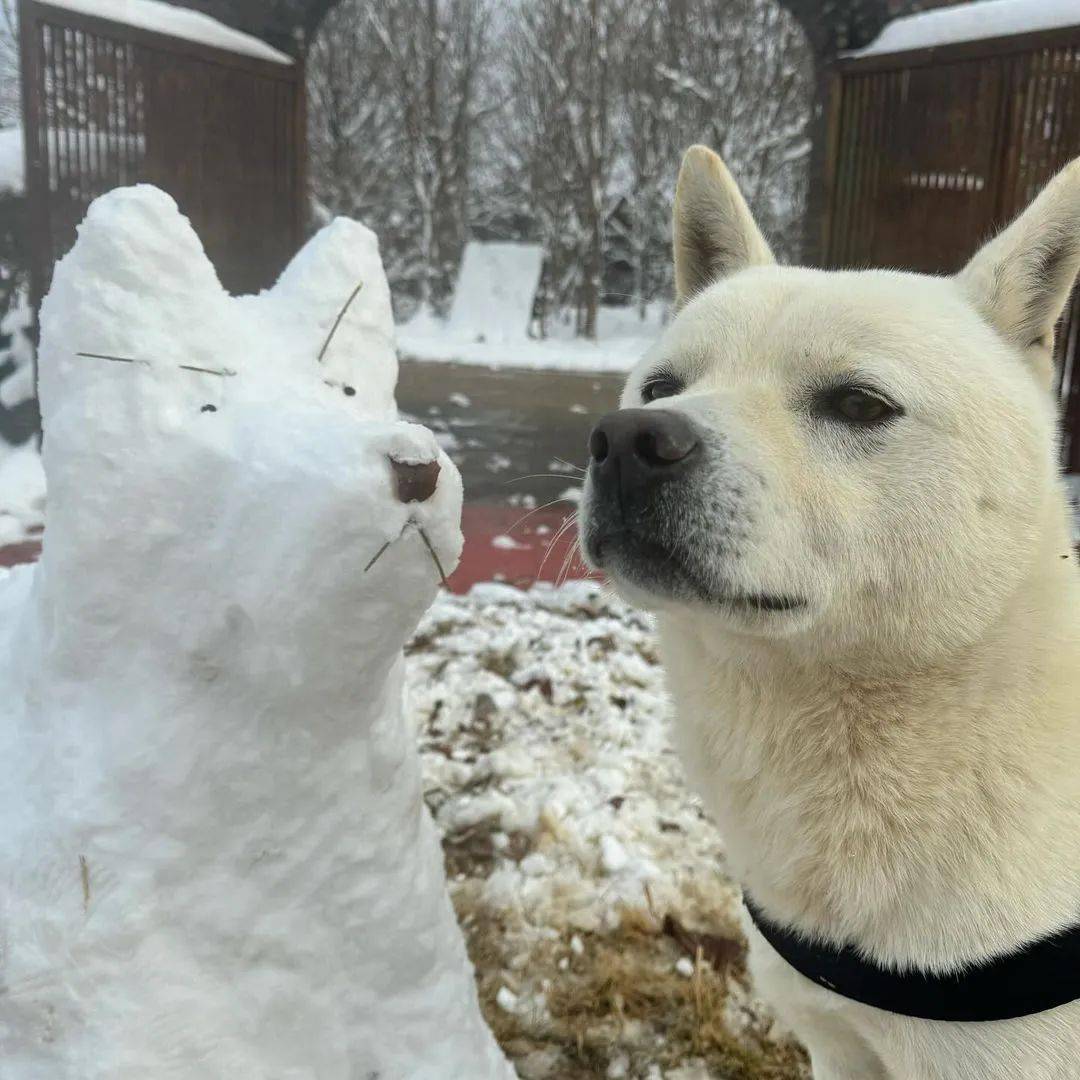 照爱犬样子堆了个雪狗,第一眼不像狗,可看到真狗后._挺准_方在_形象