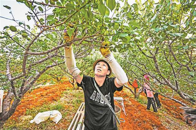 (受訪者供圖)恆都牛肉在豐都的生態肉牛養殖基地.