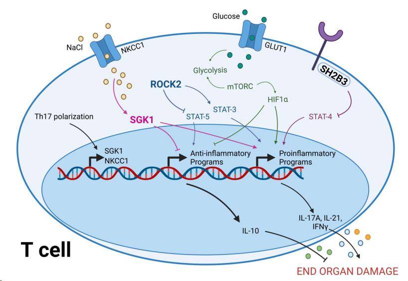 高血压与免疫系统_粒细胞_中性_损伤