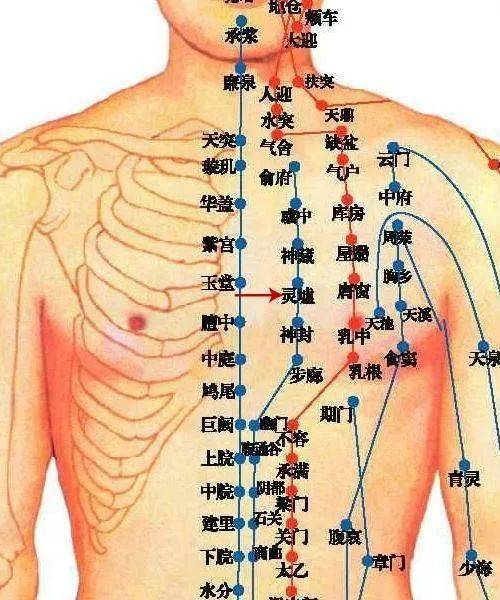 乳房学位经络图片图片