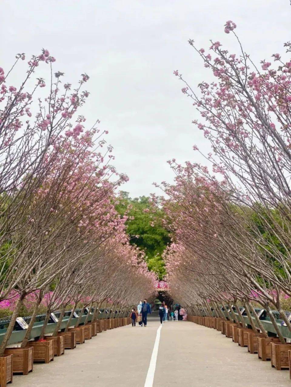 深圳观澜湖第八届樱花节来啦~~趁着假期快去拍照打卡吧~~_赏樱_运动