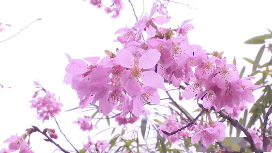 大田屏山樱花迎来盛放期,太美了!_来源_年年_迟日