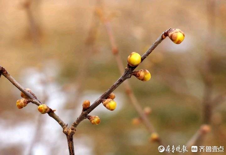 濟南千佛山蠟梅園吐露芬芳,前一陣子不少都乾枯了