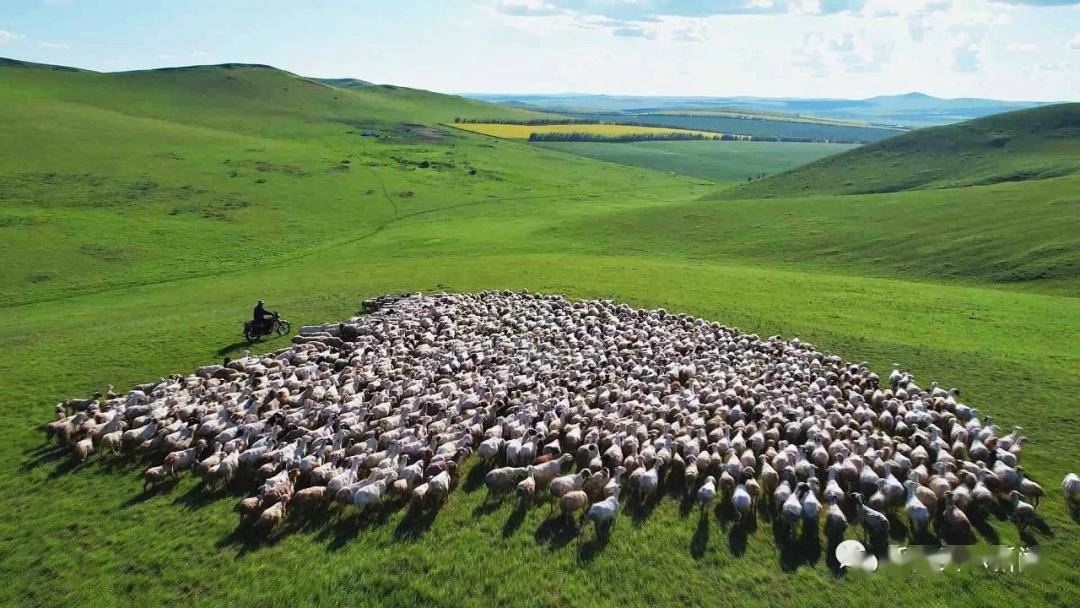 "朋友你好"·美丽呼伦贝尔③|奏响现代农牧业发展交响曲_建设_产业