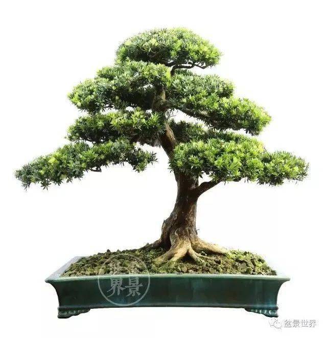 镇宅辟邪_cm_作品_罗汉松