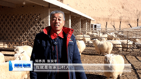 柳林穆村镇:强特色 做品牌 乡村振兴"喜羊羊"_绒山羊