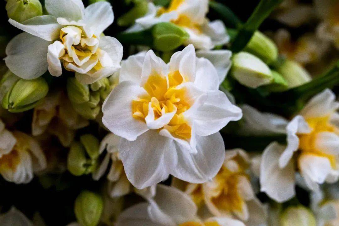 正月初六,"上海崇明"送福利啦!_水仙花_幸运_陆海华