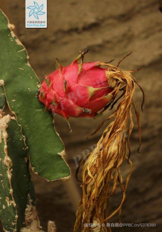 龙年说龙 | 龙舌兰,龙骨花,龙柏……这些"龙"姓植物你