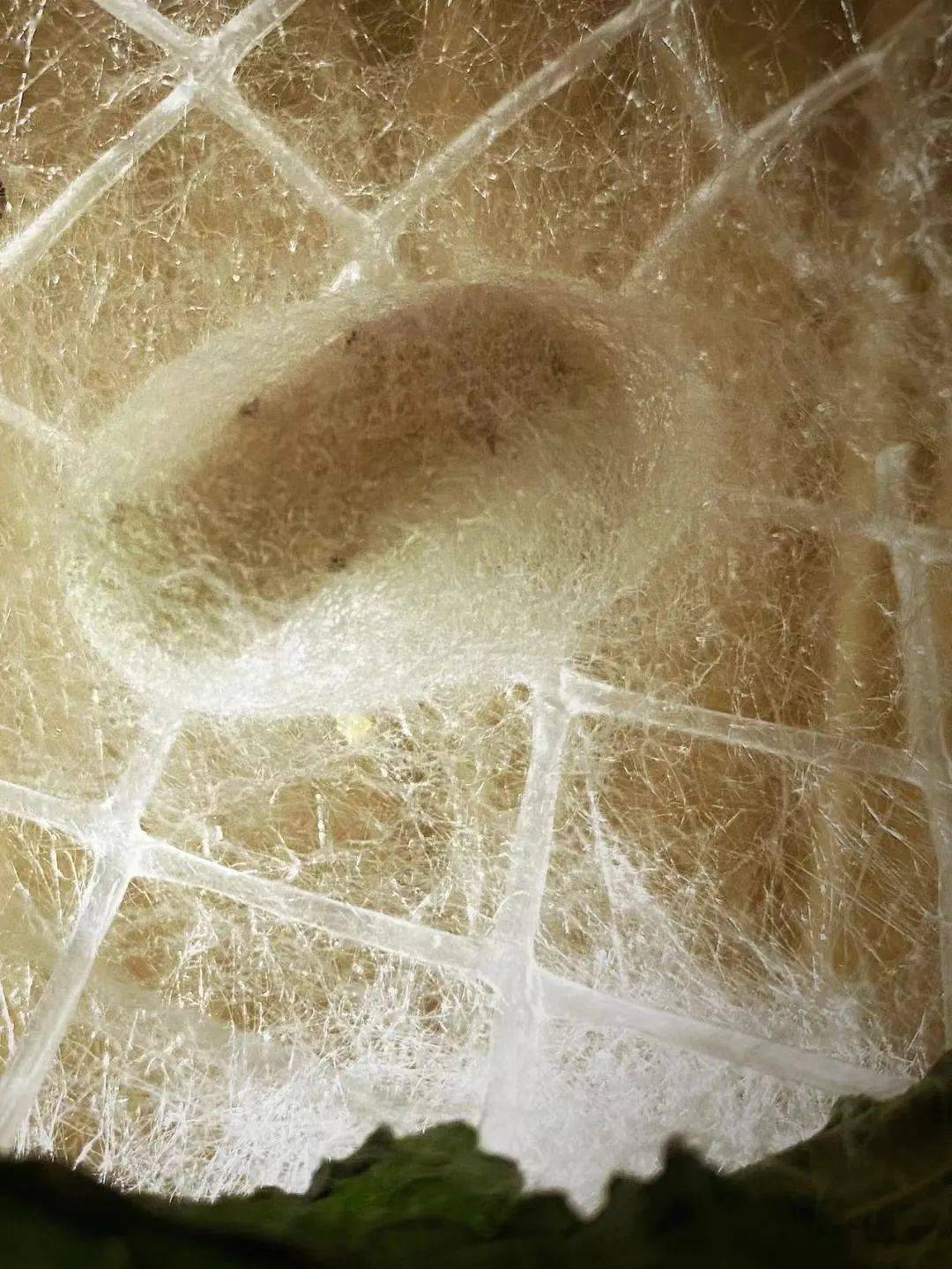 吐丝结茧作者|陈鸣鸣自从没有了你以后我就没有了寂寞你是我的全部可