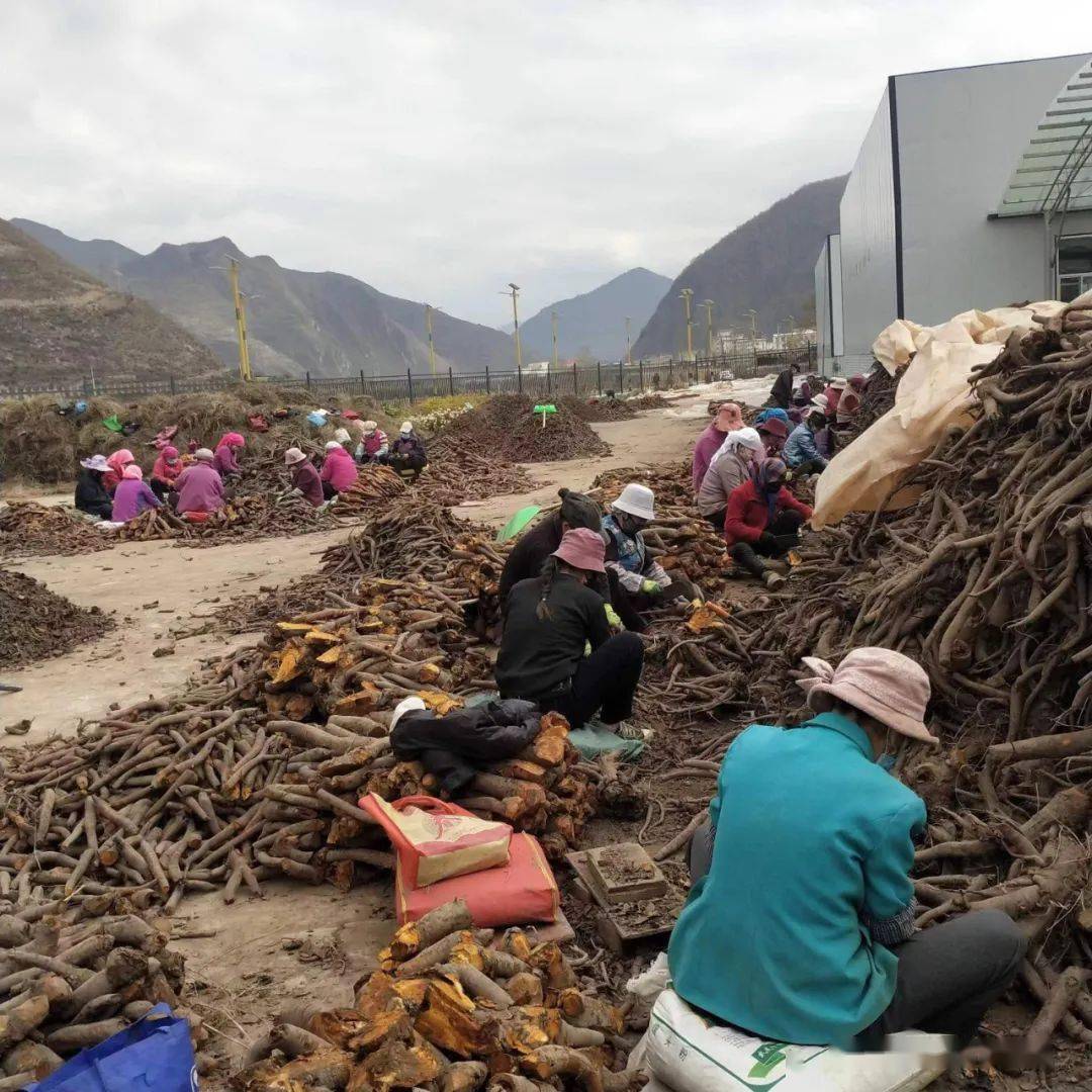 【新春走基层】卓尼:藏王故里 藏药飘香_中藏_药材