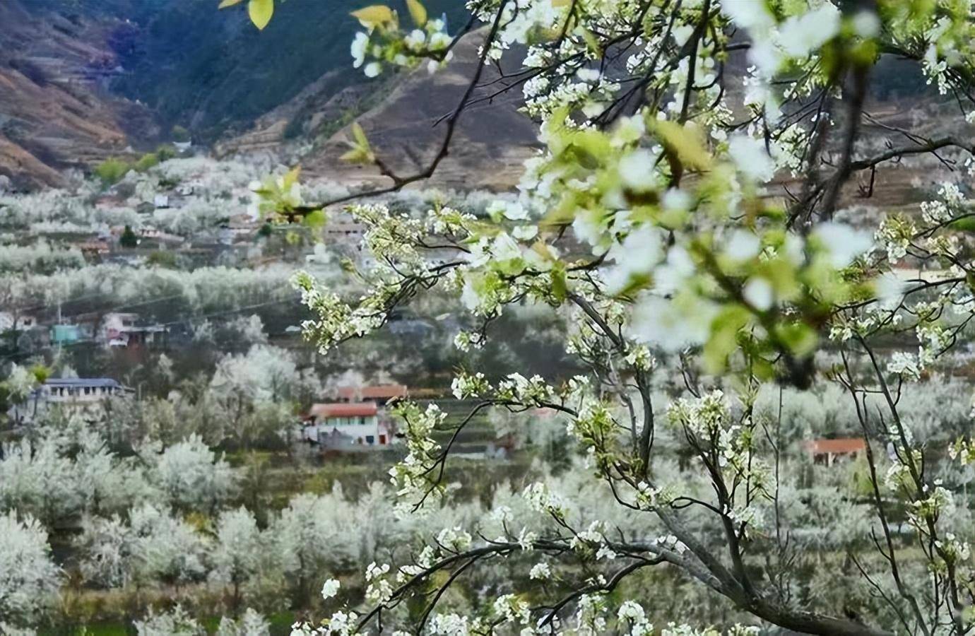 一夜春风醉川西