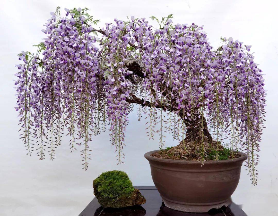 紫气东来福满堂_作品_cm_紫藤