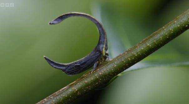 壁纸 昆虫 桌面 604_334