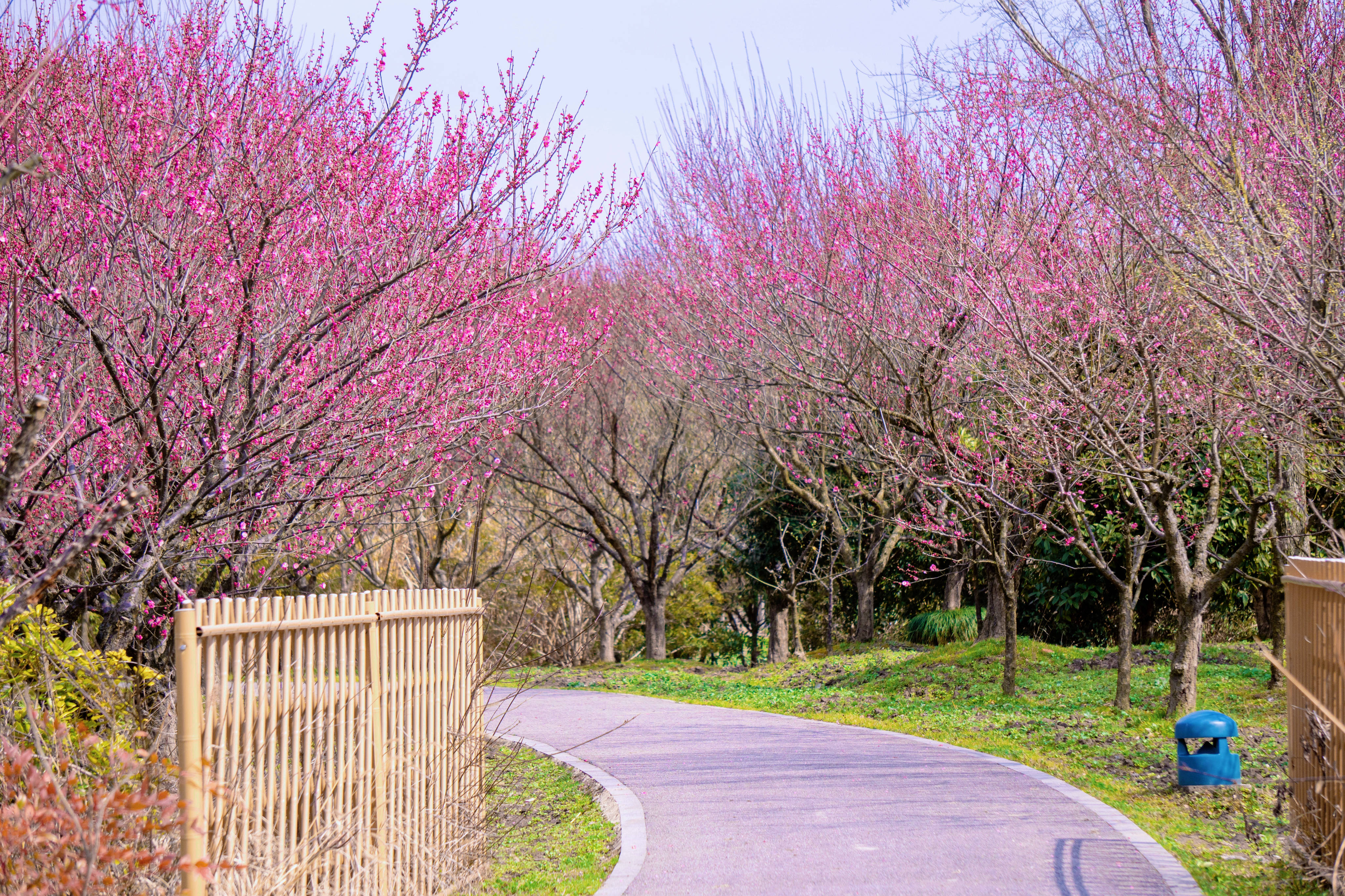 花开海上生态园梅花图片