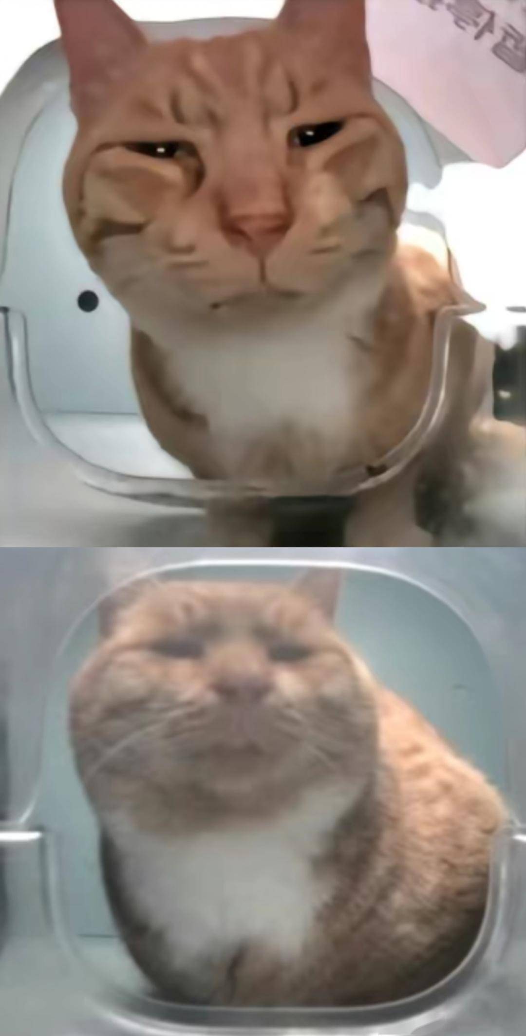 网友:以前是猥琐,现在是又肥又猥琐.新鲜哥:在减肥,不要加酱,谢谢.