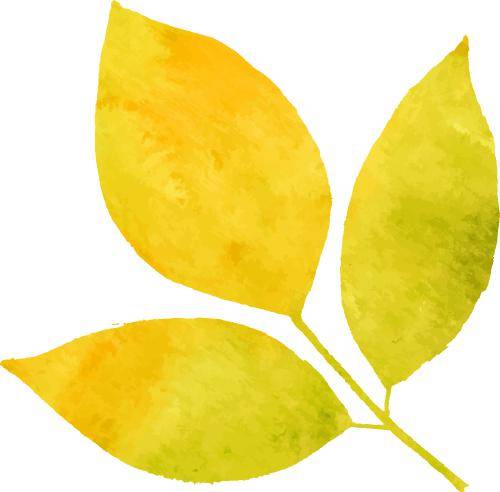 背景 壁纸 绿色 绿叶 树叶 水果 植物 桌面 500_492