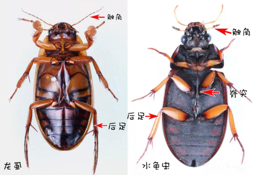 龙虱和水龟虫从腹面看显示不同(左图来源:https://www.sohu.
