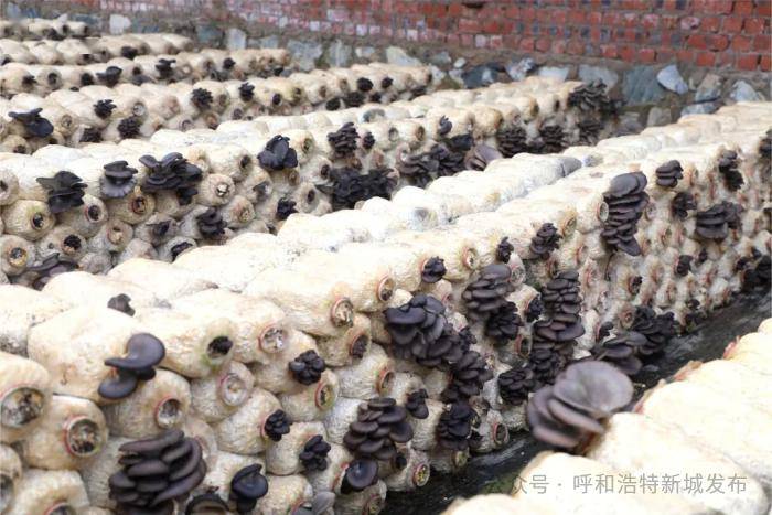 "合作社负责人王金山介绍,"等菌棒约生长一个半月后完全变成白色就能