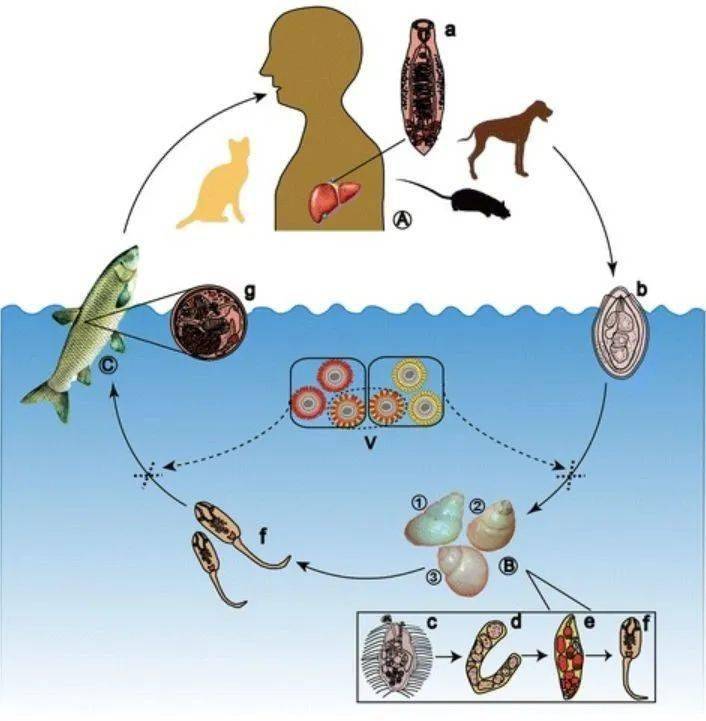肝吸虫_宿主_哺乳动物