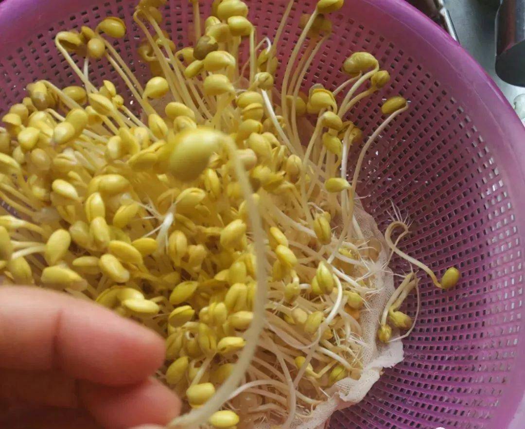 教你在家发豆芽,只要1个盆2块布,4天就能吃,营养脆嫩!