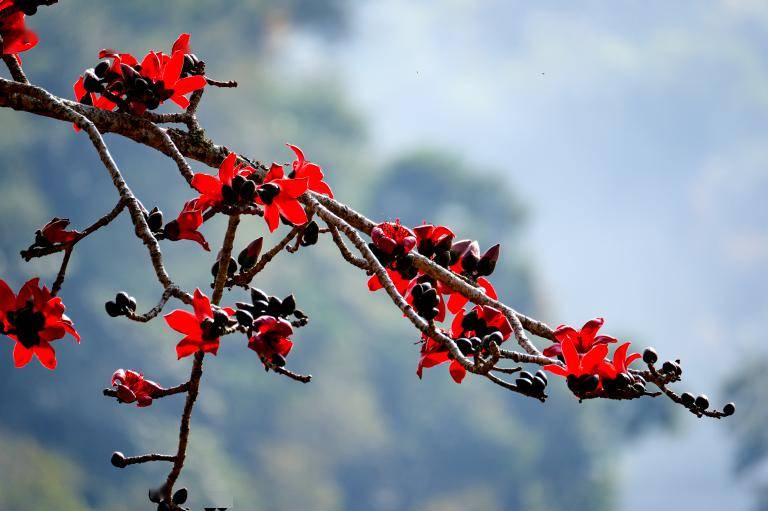 王灿木棉花的春天图片图片