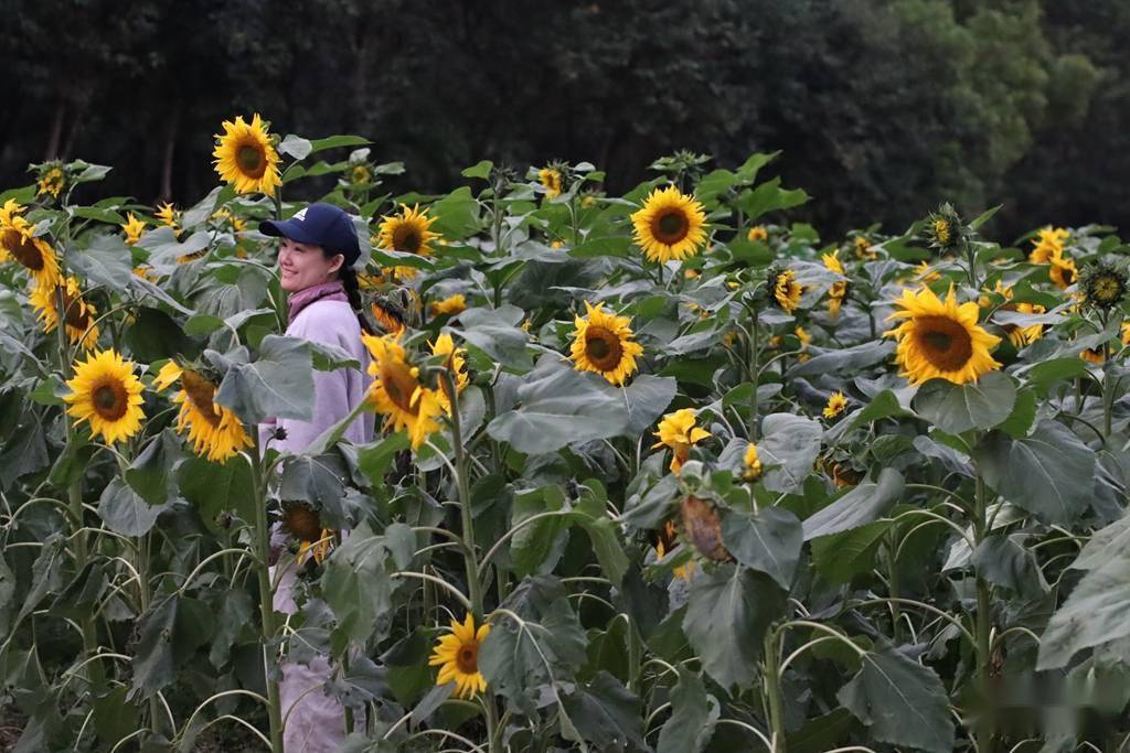 这片花海金灿灿!3200平方米市民花田向日葵开了_深圳_
