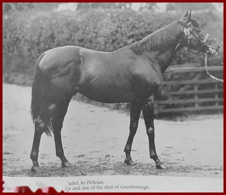 其管理下依然有声有色,繁育出佳驹如一千坚尼盟主「后座」pillion(gb