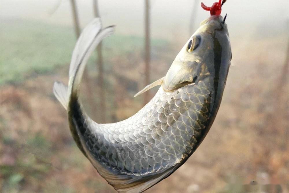 还是高很多,甚至一些持续气温攀升的天气出现时,鱼儿还有抢滩的现象