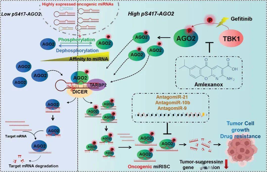 sci.】上海交通大学医学院发文:揭示非小细胞