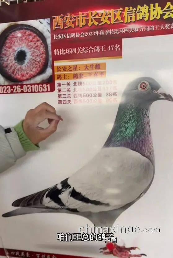 神州辉煌亚军专访录_鸽子_王喜平_耻骨