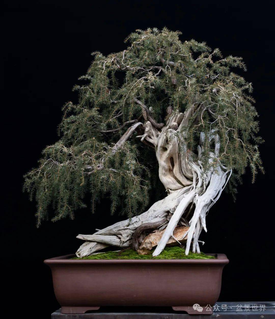 映山红盆景高手_楼建甫_作品_榆树