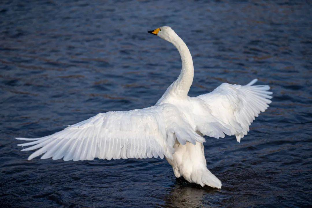 赏雪景泡温泉看天鹅 温泉限定美景等你来