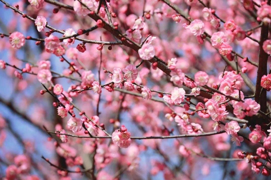快来望城这个公园赏梅打卡!_梅花_花朵_粉色