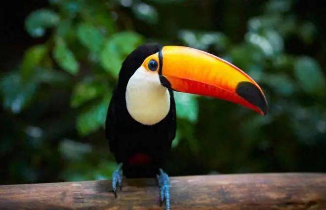 17种色彩斑斓的罕见动物,世界真的太神奇了~_蓝色_颜色_蜘蛛