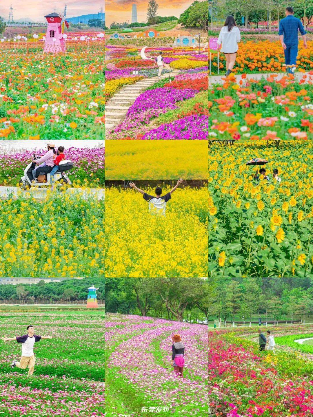 春节期间,道滘,横沥,东坑,厚街,松山湖,滨海湾等镇街(园区)花海璀璨
