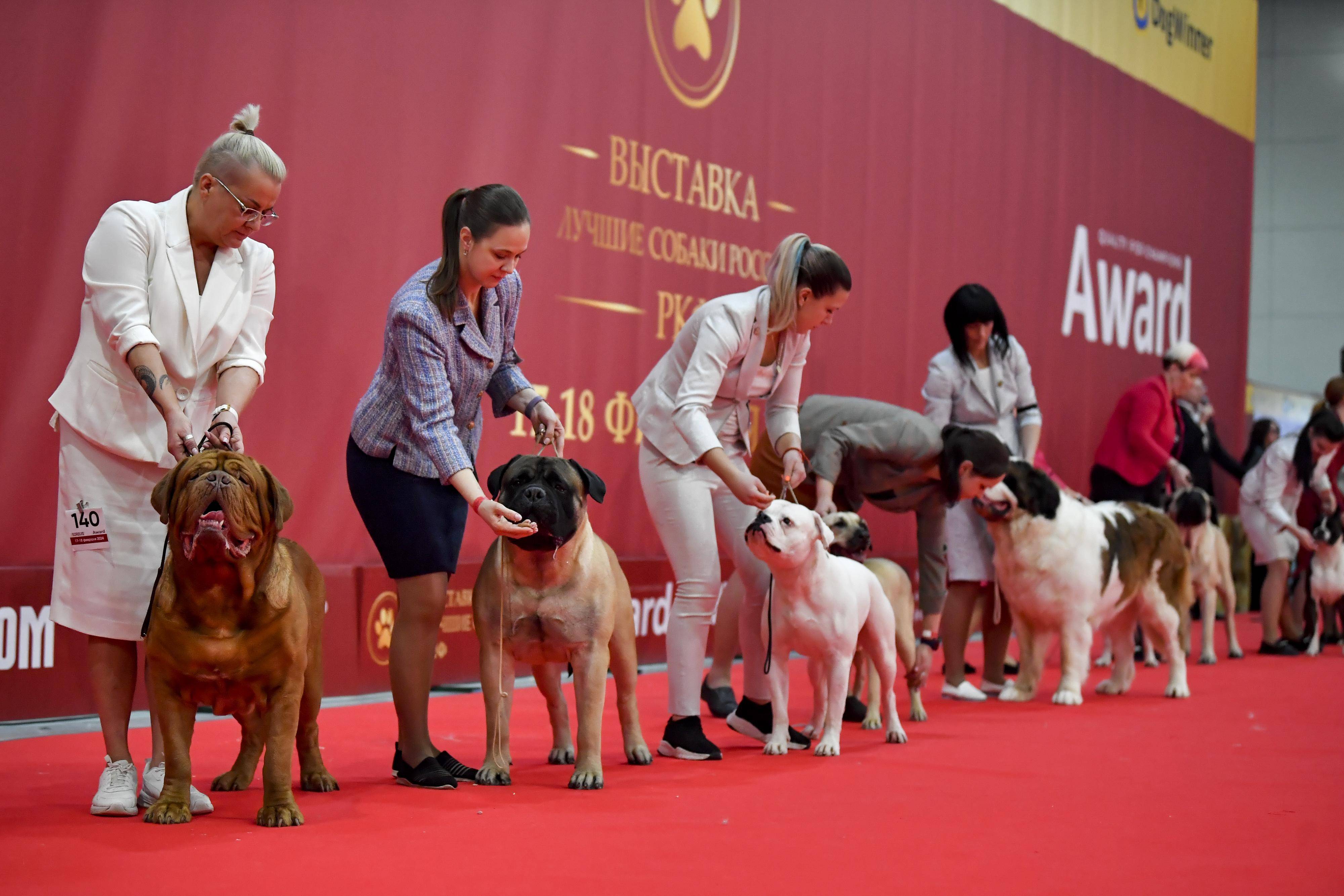 莫斯科:狗狗选美_比赛_新华社_亚历山大