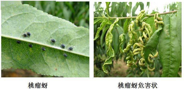 【赣南种植】桃树发芽展叶时,防治蚜虫控湿度!_影响_药剂_花芽