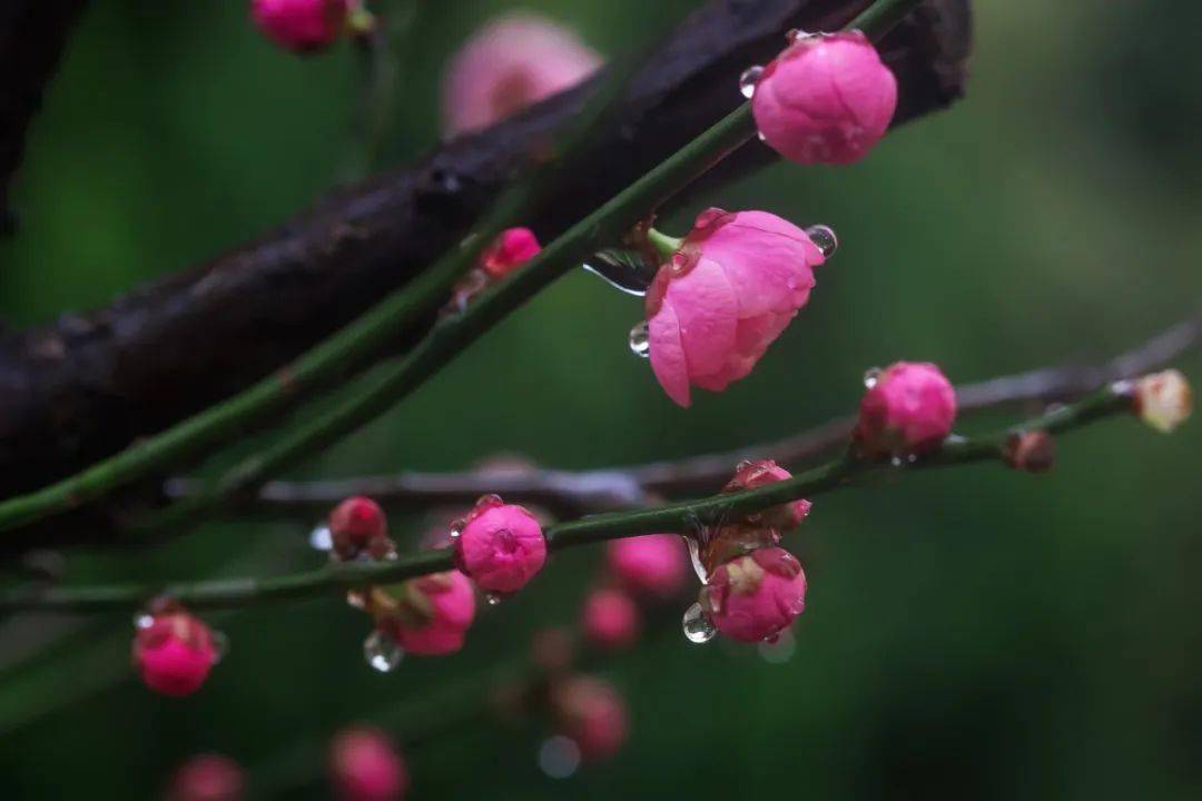 今日雨水节气丨雨水无声润万物,人间安暖又逢春_春雨_杏花_时节