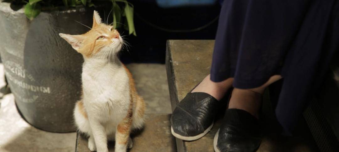 只要猫还在安静的睡觉,这世界就不会太糟_阿咪_人类_黎戈