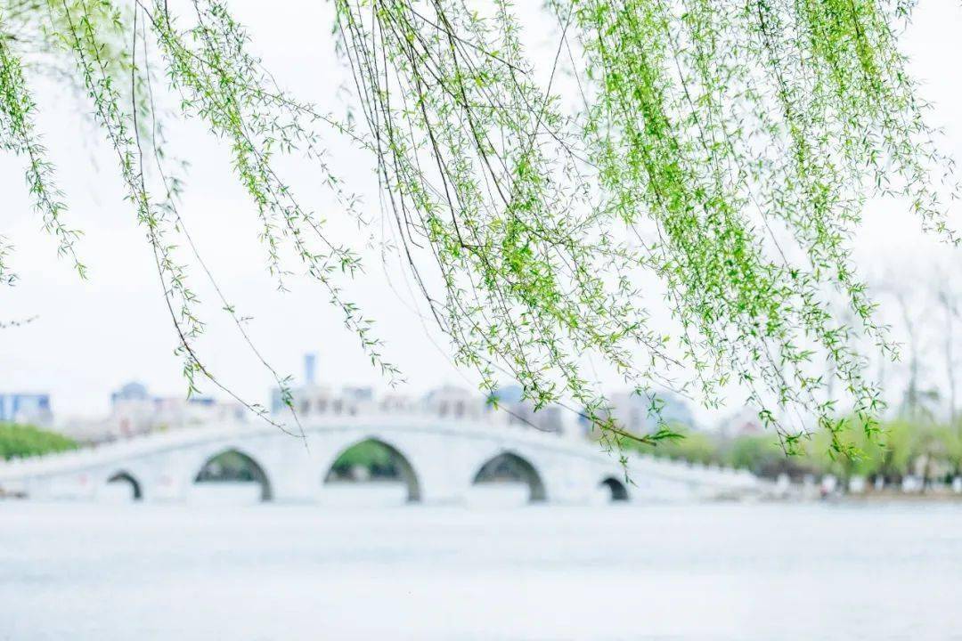 今日雨水:好雨知时节,当春乃发生_春雨_鸿雁_和风细雨